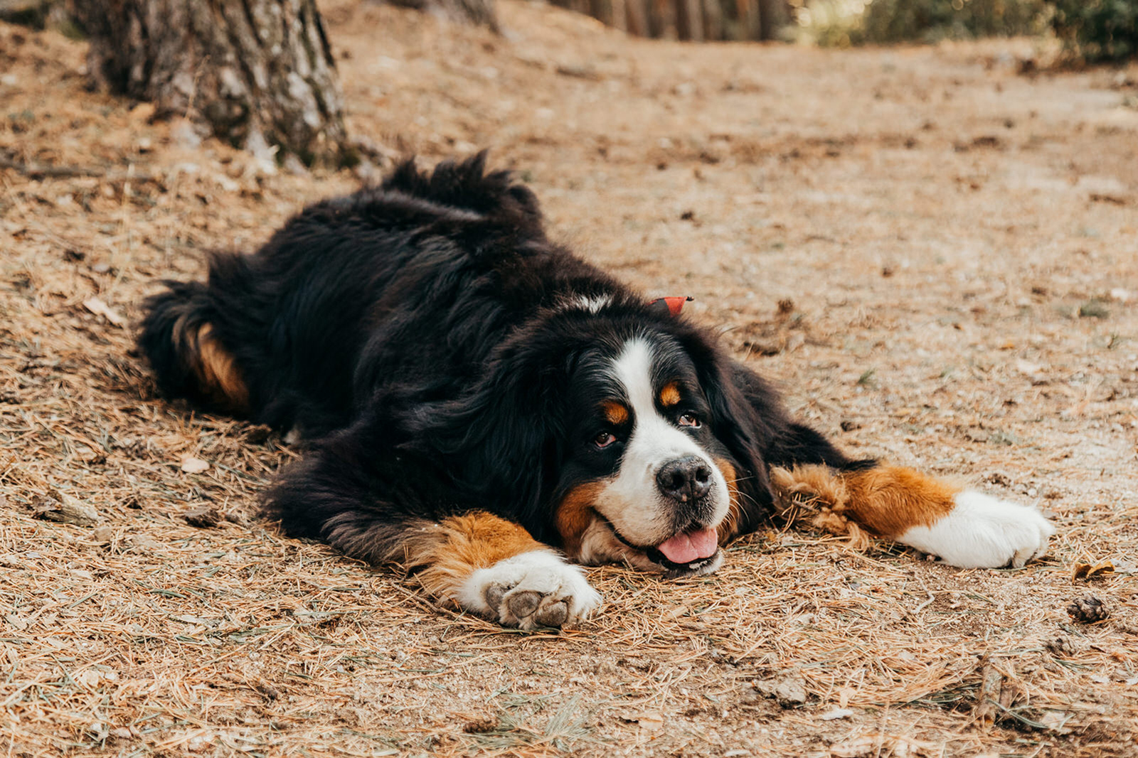 5 motivos sesion perros