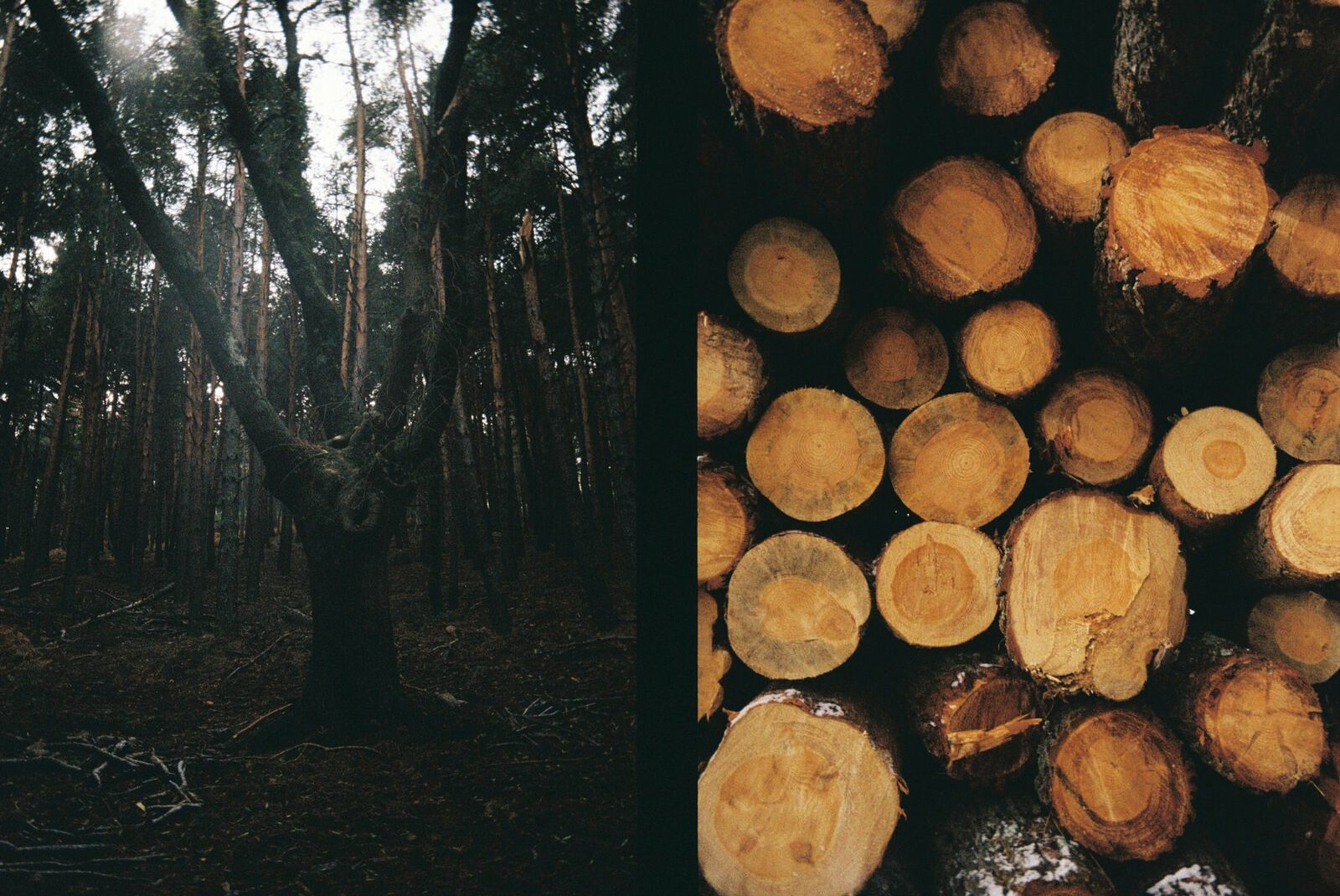 Fotografía analogica